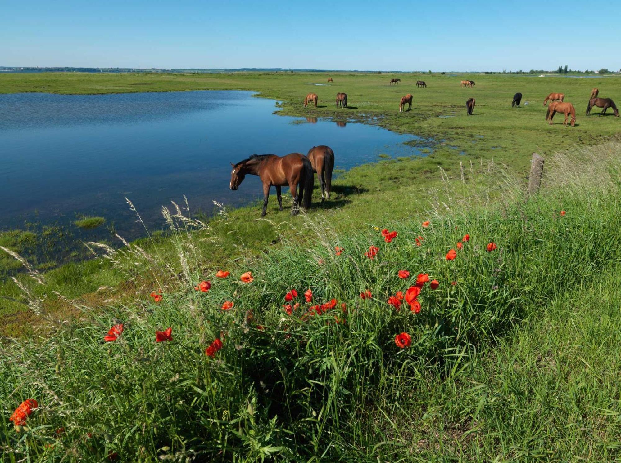 Haus Suedwester Koralle Insel Poel Eksteriør bilde
